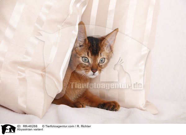 Abessinier variant Ktzchen / Abyssinian variant / RR-46268