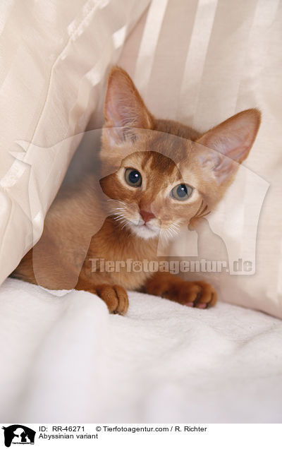Abessinier variant Ktzchen / Abyssinian variant / RR-46271