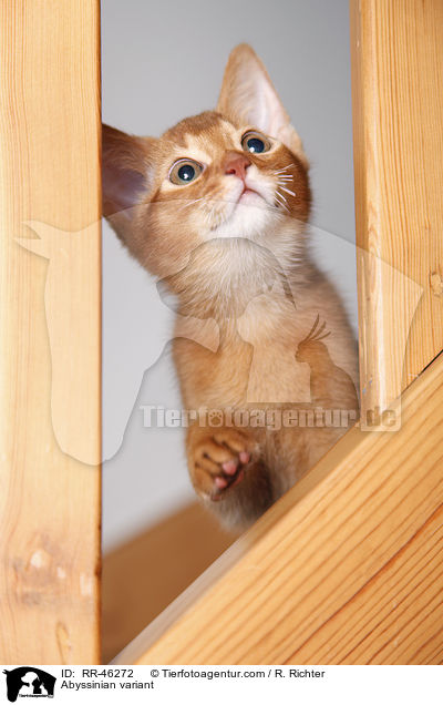 Abessinier variant Ktzchen / Abyssinian variant / RR-46272