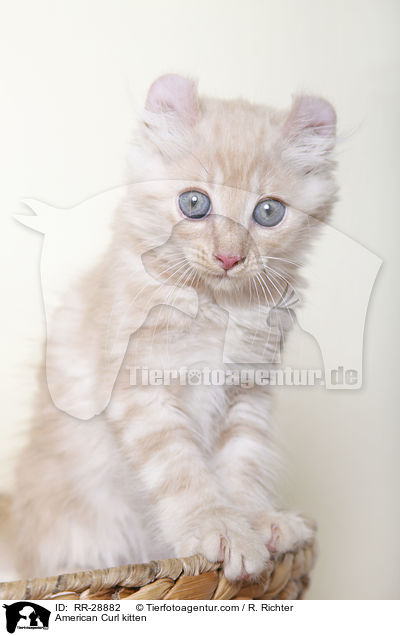American Curl Ktzchen / American Curl kitten / RR-28882