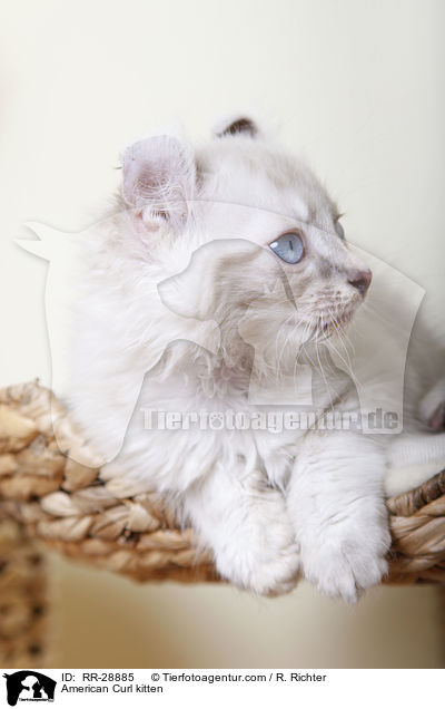 American Curl Ktzchen / American Curl kitten / RR-28885