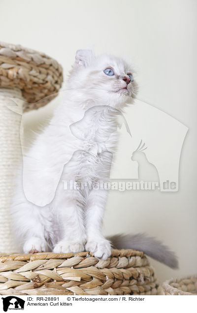 American Curl Ktzchen / American Curl kitten / RR-28891