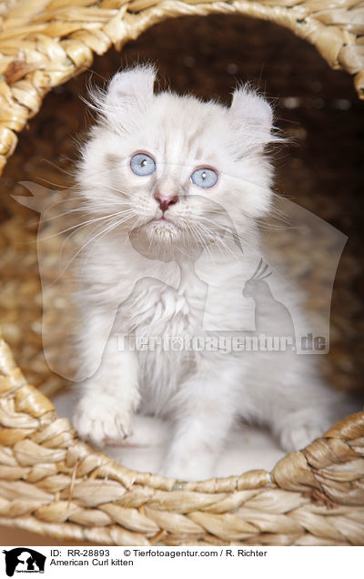 American Curl Ktzchen / American Curl kitten / RR-28893