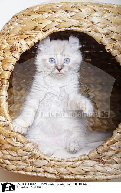 American Curl Ktzchen / American Curl kitten / RR-28895