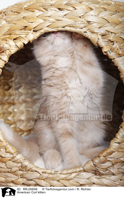 American Curl Ktzchen / American Curl kitten / RR-28898