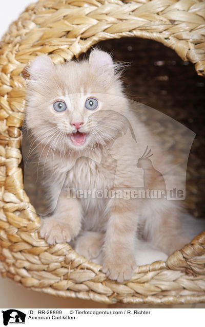 American Curl Ktzchen / American Curl kitten / RR-28899