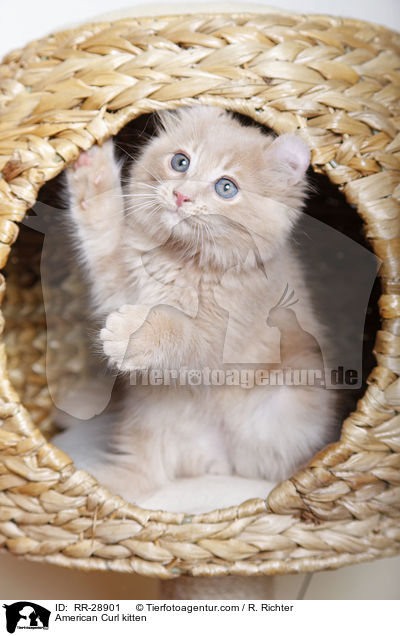 American Curl Ktzchen / American Curl kitten / RR-28901