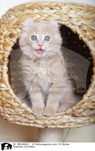American Curl Ktzchen / American Curl kitten / RR-28902