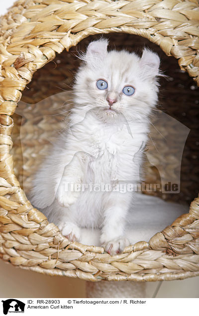 American Curl Ktzchen / American Curl kitten / RR-28903
