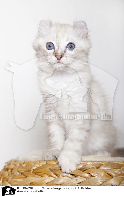 American Curl Ktzchen / American Curl kitten / RR-28908