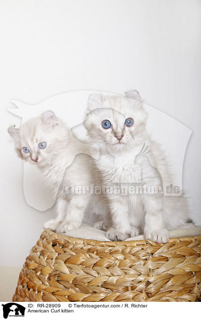 American Curl Ktzchen / American Curl kitten / RR-28909