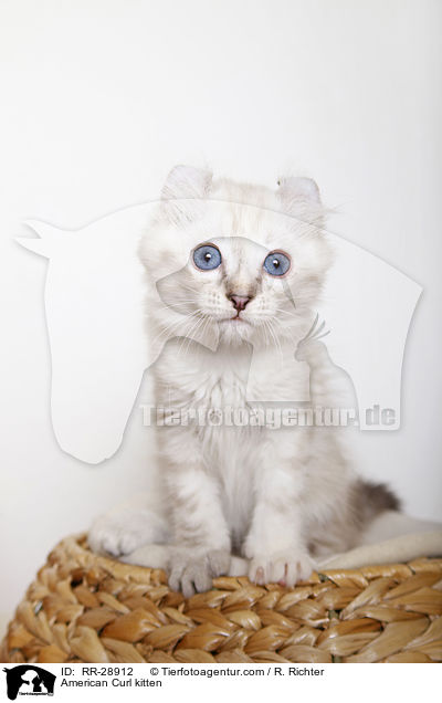 American Curl Ktzchen / American Curl kitten / RR-28912