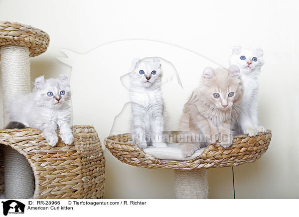 American Curl Ktzchen / American Curl kitten / RR-28966