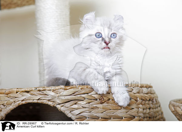 American Curl Ktzchen / American Curl kitten / RR-28967