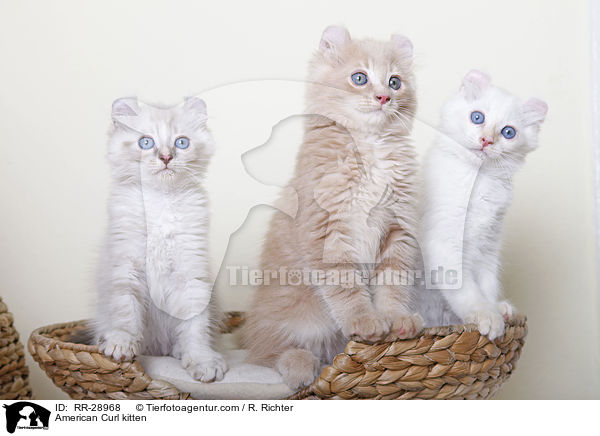 American Curl Ktzchen / American Curl kitten / RR-28968