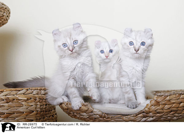 American Curl Ktzchen / American Curl kitten / RR-28975