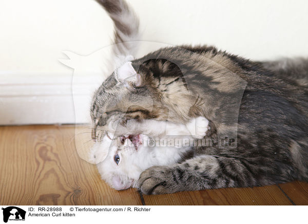 American Curl Ktzchen / American Curl kitten / RR-28988