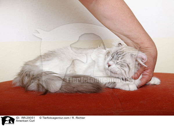 American Curl / American Curl / RR-29051
