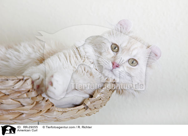 American Curl / American Curl / RR-29055