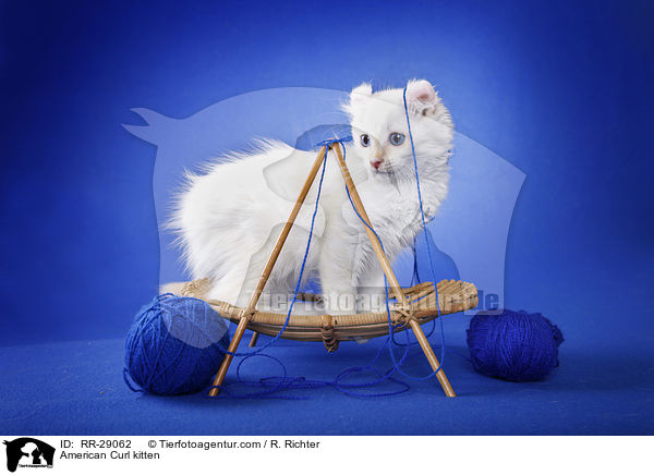 American Curl Ktzchen / American Curl kitten / RR-29062