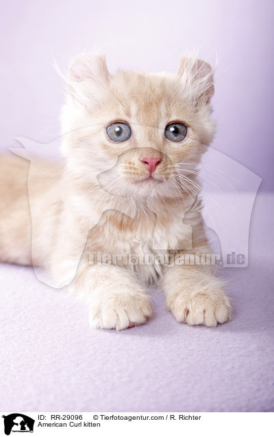 American Curl Ktzchen / American Curl kitten / RR-29096