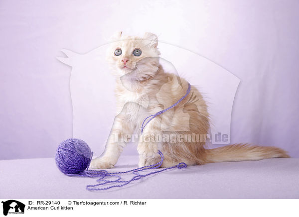 American Curl Ktzchen / American Curl kitten / RR-29140