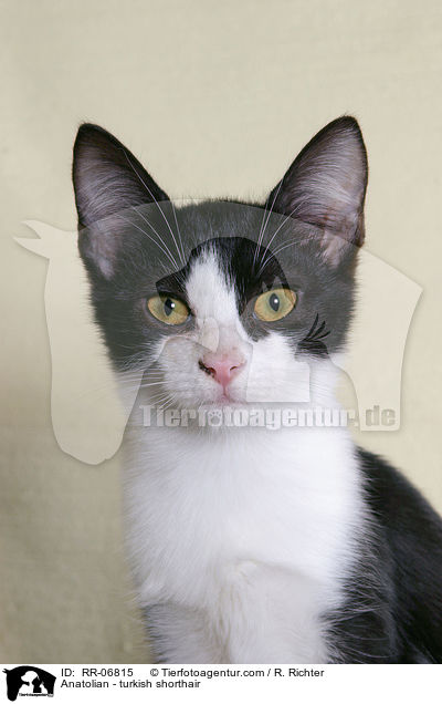 Anatoli / Anatolian - turkish shorthair / RR-06815