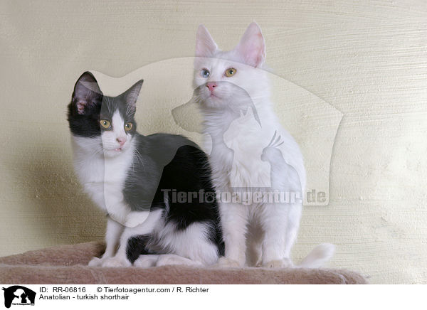 Anatoli / Anatolian - turkish shorthair / RR-06816