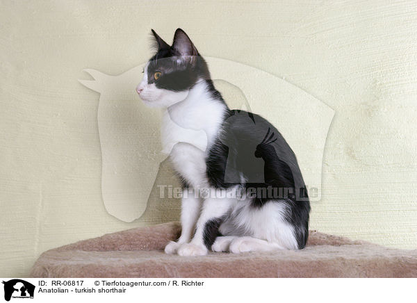Anatoli / Anatolian - turkish shorthair / RR-06817