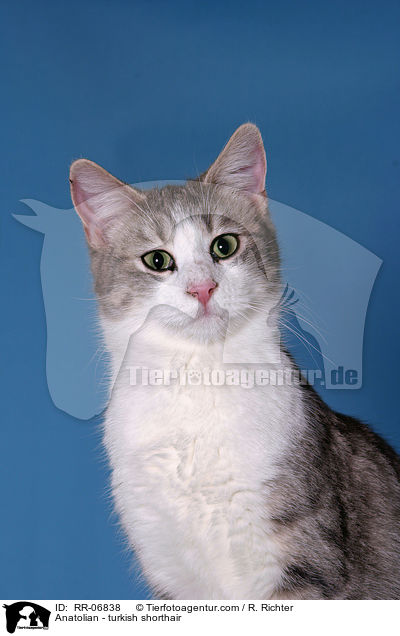 Anatoli / Anatolian - turkish shorthair / RR-06838