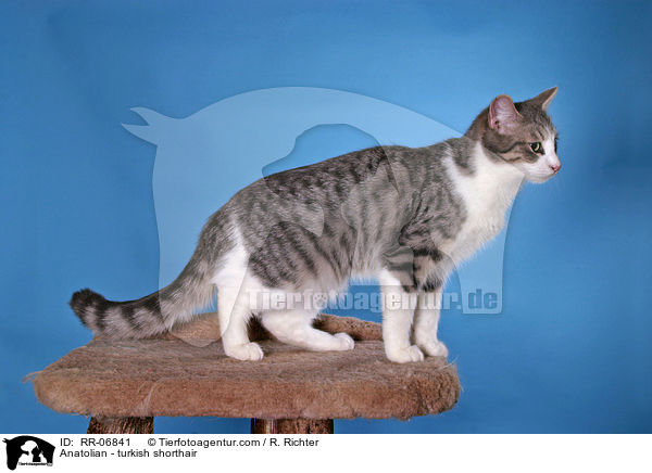 Anatoli / Anatolian - turkish shorthair / RR-06841
