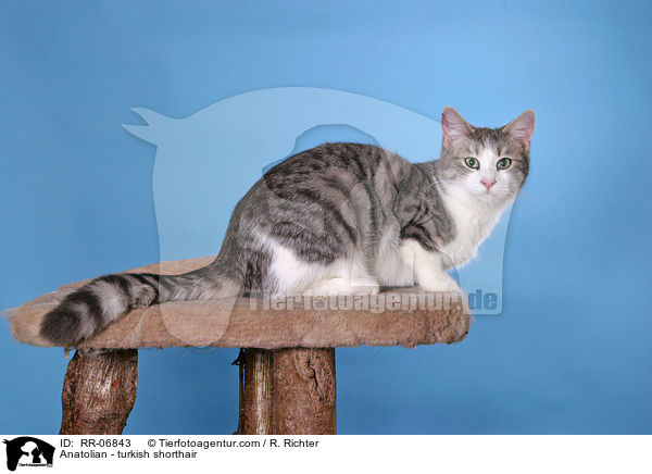 Anatoli / Anatolian - turkish shorthair / RR-06843