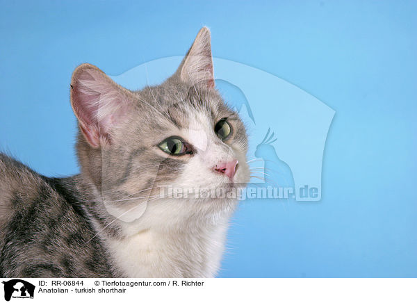 Anatoli / Anatolian - turkish shorthair / RR-06844