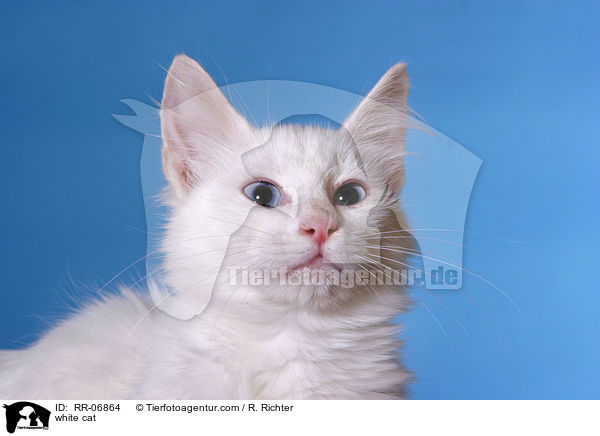 white cat / RR-06864
