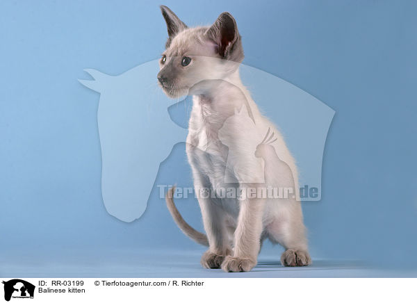 Balinese Ktzchen / Balinese kitten / RR-03199
