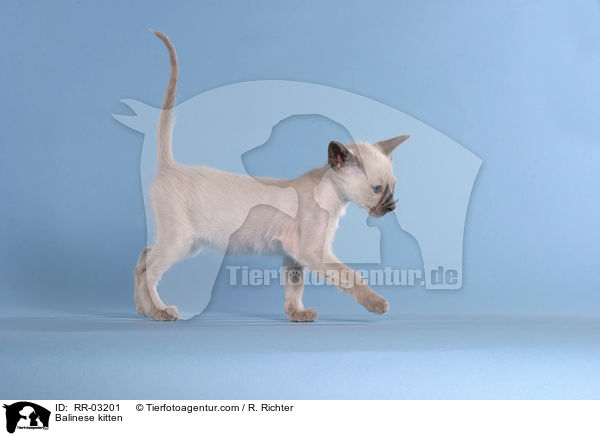 Balinese Ktzchen / Balinese kitten / RR-03201