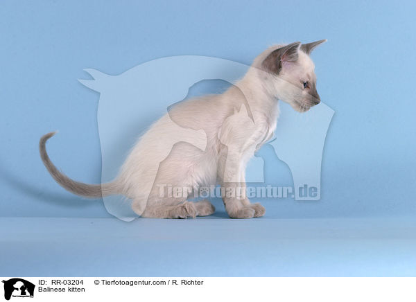 Balinese Ktzchen / Balinese kitten / RR-03204