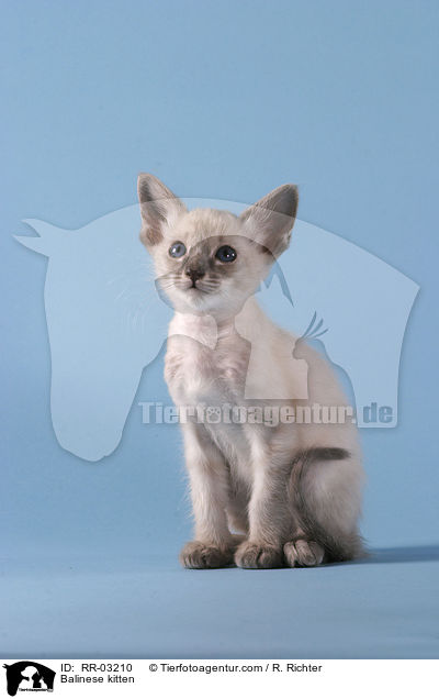 Balinese kitten / RR-03210