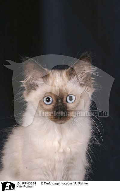 Balinese Ktzchen / Kitty Portrait / RR-03224