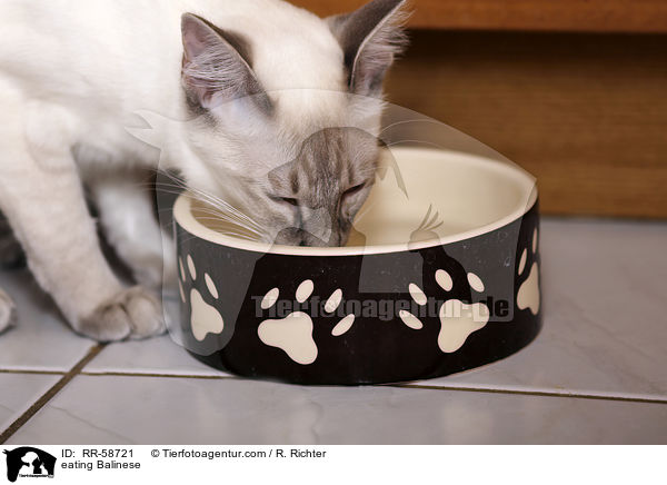 fressende Balinese / eating Balinese / RR-58721