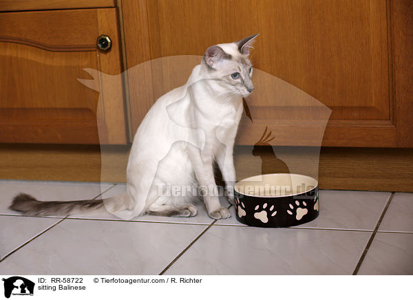 sitzende Balinese / sitting Balinese / RR-58722