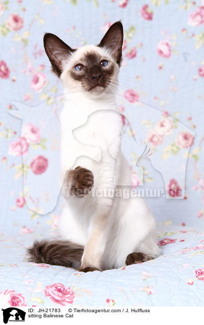 sitting Balinese Cat / JH-21783