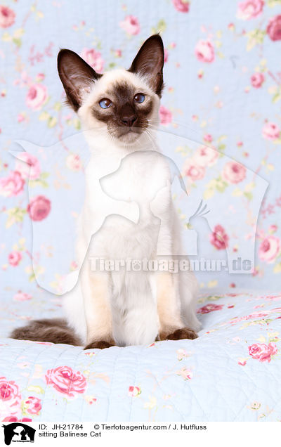 sitting Balinese Cat / JH-21784