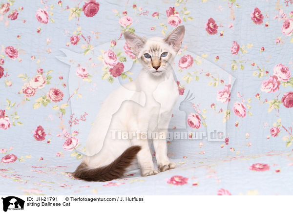 sitting Balinese Cat / JH-21791