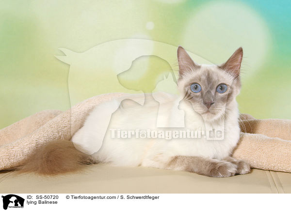 liegender Balinese / lying Balinese / SS-50720