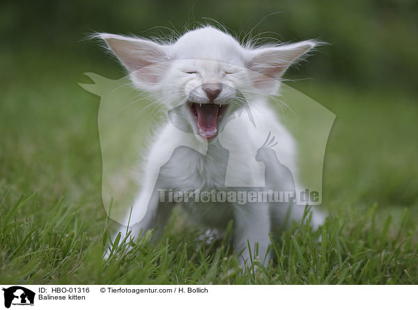 Balinese Ktzchen / Balinese kitten / HBO-01316
