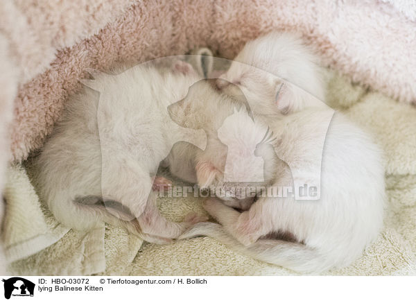 liegende Balinese Ktzchen / lying Balinese Kitten / HBO-03072
