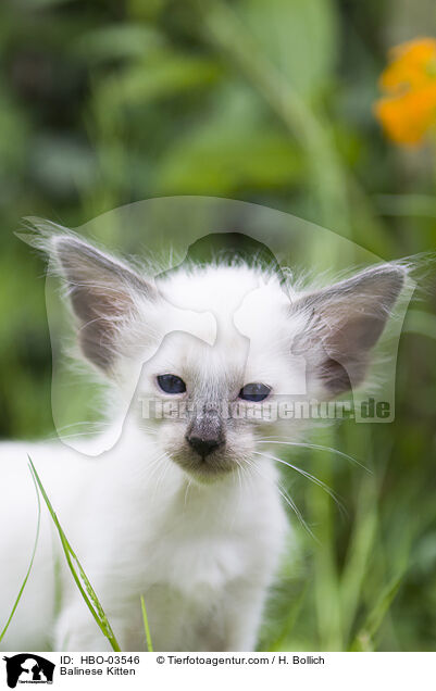 Balinese Kitten / HBO-03546