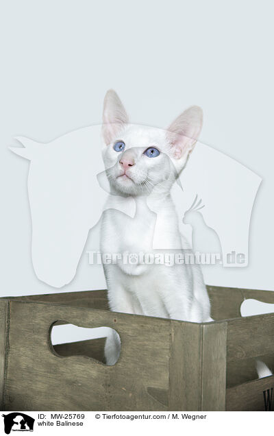 weie Balinese / white Balinese / MW-25769
