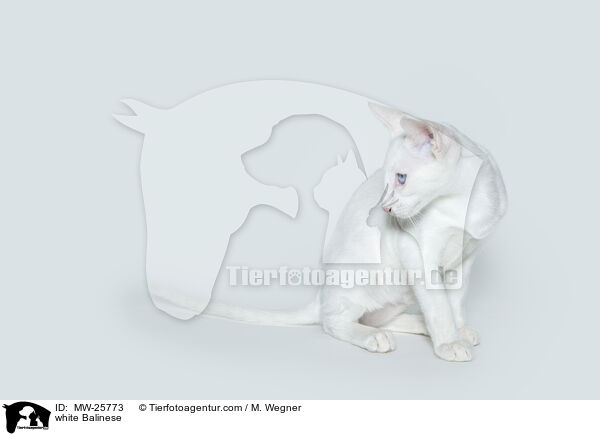 weie Balinese / white Balinese / MW-25773